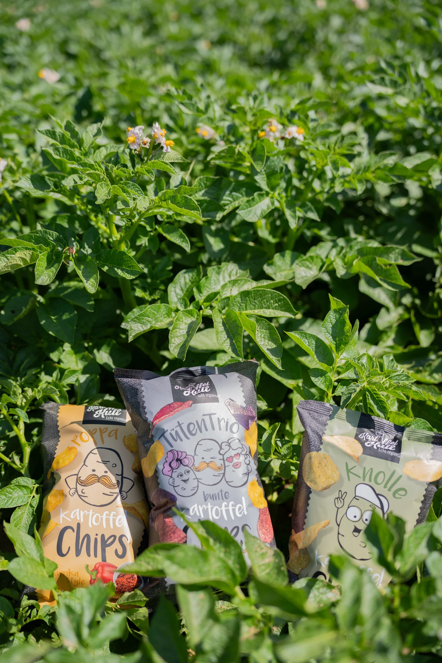 Drei Tüten Kartoffelkult-Chips angelehnt an Kartoffel-Pflanzen.