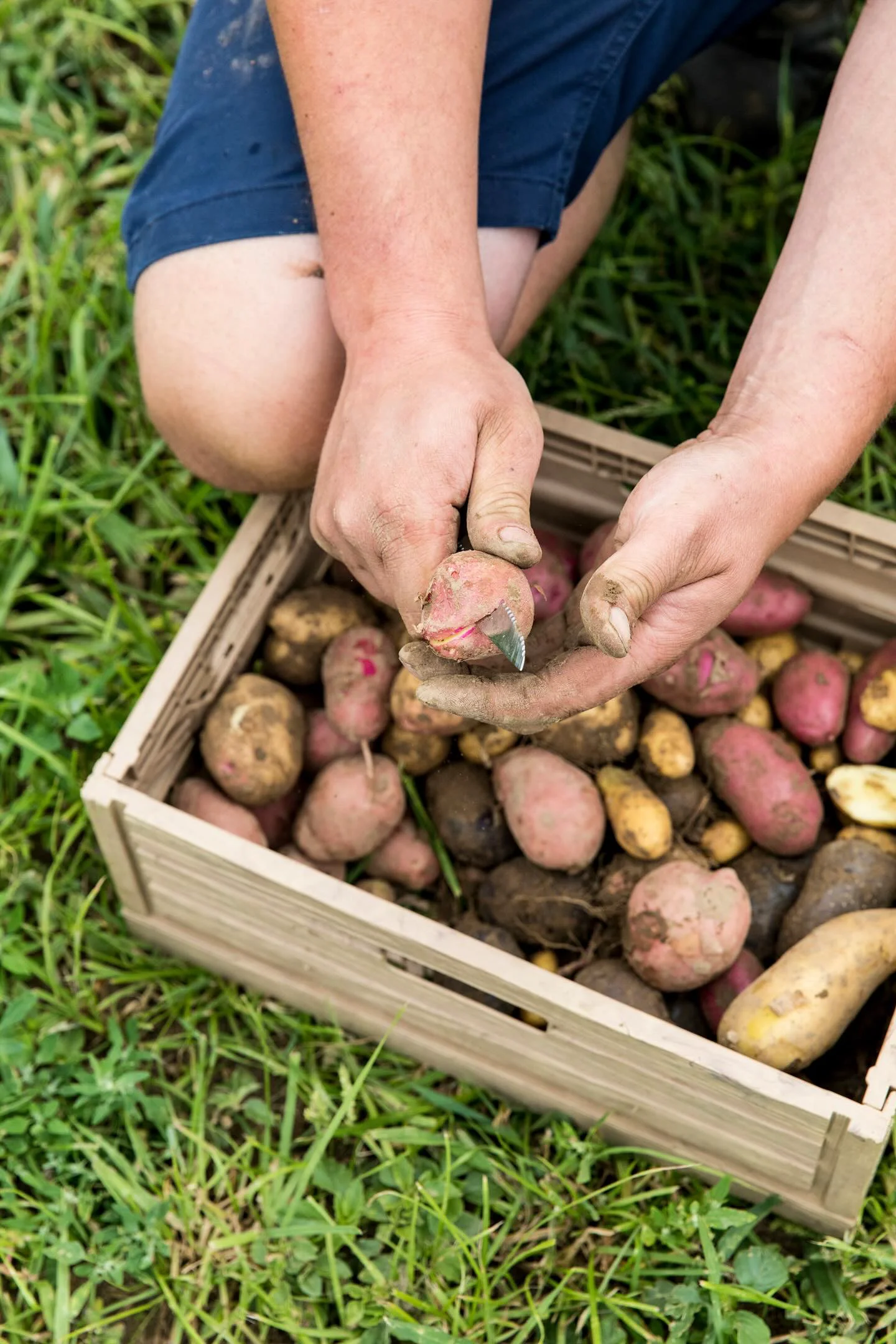 Eine Kiste mit Kartoffeln im Hintergrund. Eine Kartoffel wird exemplarisch aufgeschnitten.